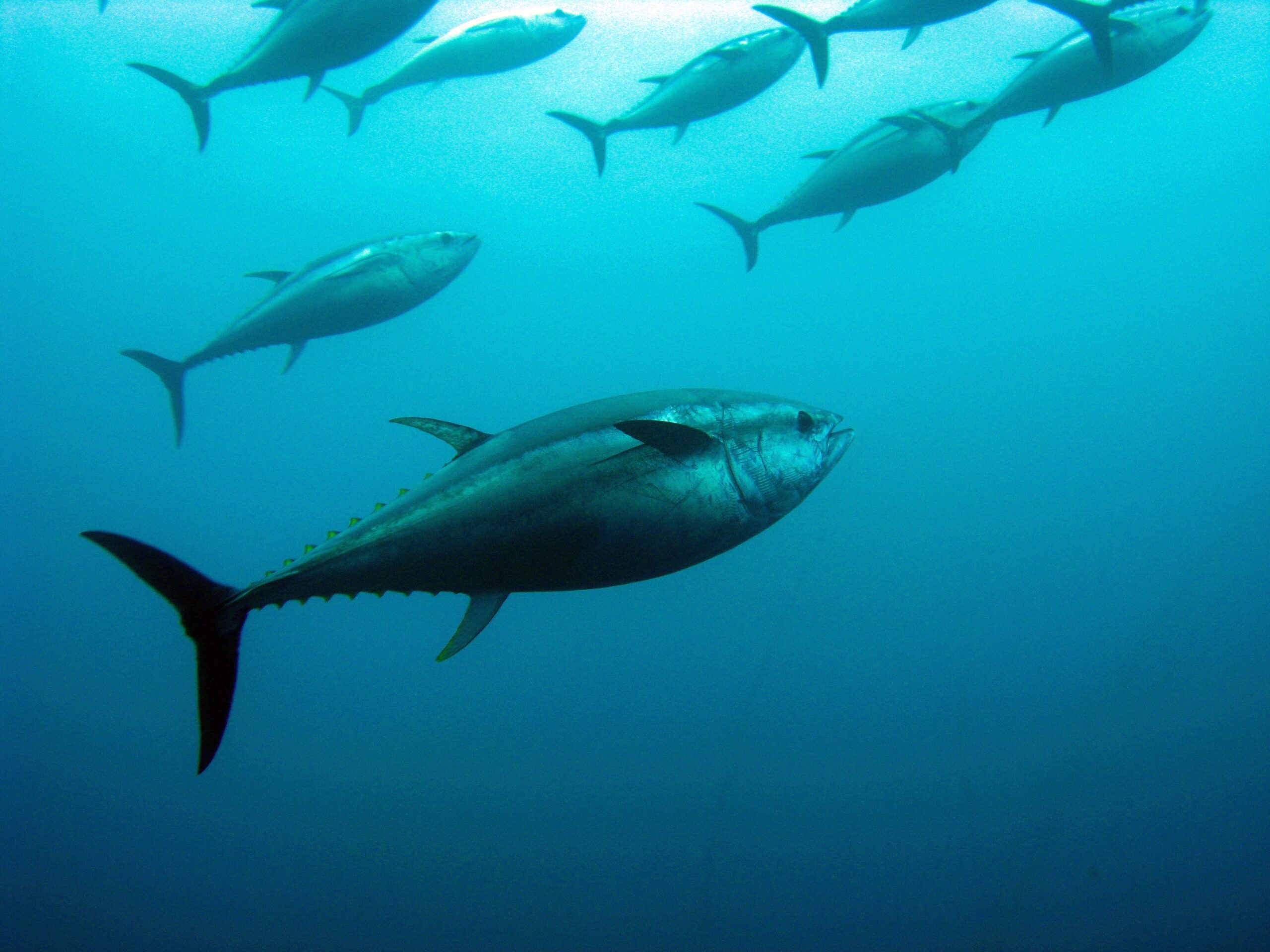 A school of tuna swimming underwater.