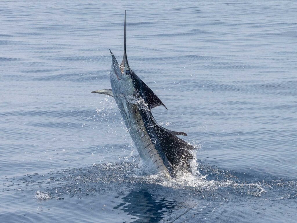 A Sailfish jumping out of the water.