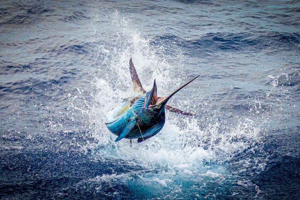 A sailfish breaching the ocean mid-jump.